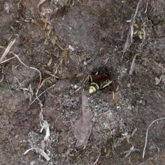 Poecilopompilus mixtus