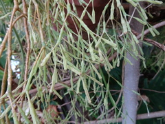 Hatiora salicornoides