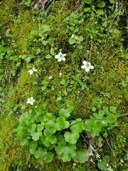 Kumlienia hystricula