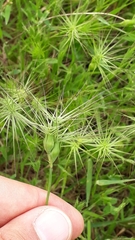 Aegilops