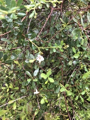 Bourreria cassinifolia