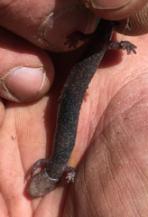 Plethodon electromorphus