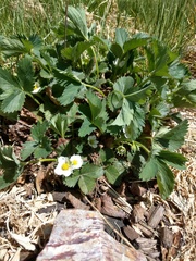 Fragaria × ananassa