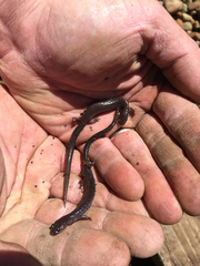 Plethodon electromorphus