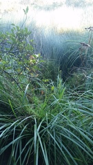 Carex geminata