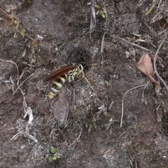 Poecilopompilus mixtus