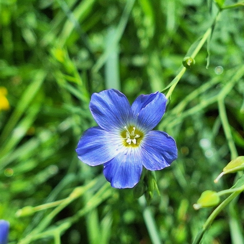 Linum extraaxillare (Linum extraaxillare)