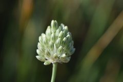 Allium sardoum, photograph Mehdi Chetibi, CC BY, iNaturalist via GBIF