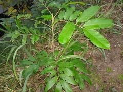 Cupania vernalis