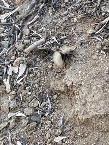 iNaturalist observation photo of Sacken's Velvet Ant