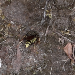 Poecilopompilus mixtus