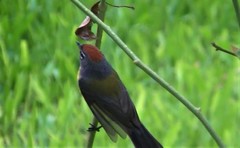 Myioborus brunniceps