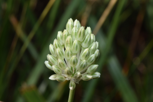 Allium sardoum, photograph 4