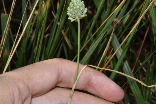 Allium sardoum, photograph 6