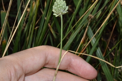 Allium sardoum, photograph Mehdi Chetibi, CC BY, iNaturalist via GBIF