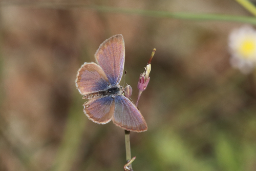 African Grass Blue