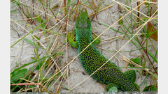 Timon lepidus ibericus