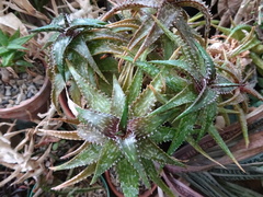 Aloe harlana