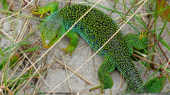 Timon lepidus ibericus