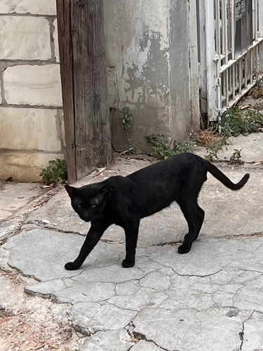 Domestic Cat