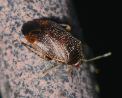 Phylinae