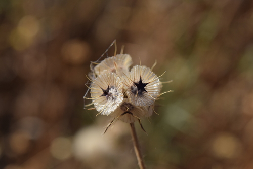 Lomelosia stellata, photograph 1