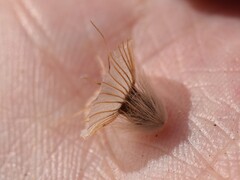 Lomelosia stellata