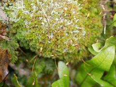 Leptostomum inclinans