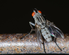Miltogramminae