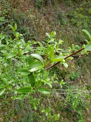 Frangula rubra obtusissima