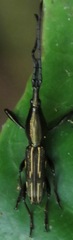 Raphirhynchus