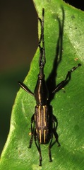 Raphirhynchus