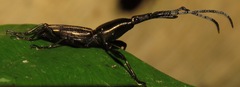 Raphirhynchus