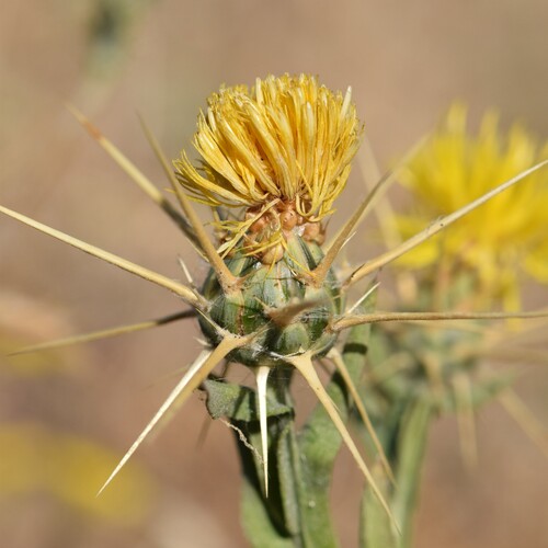 Yellow Star-Thistle