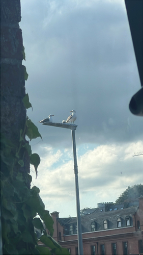 European Herring Gull