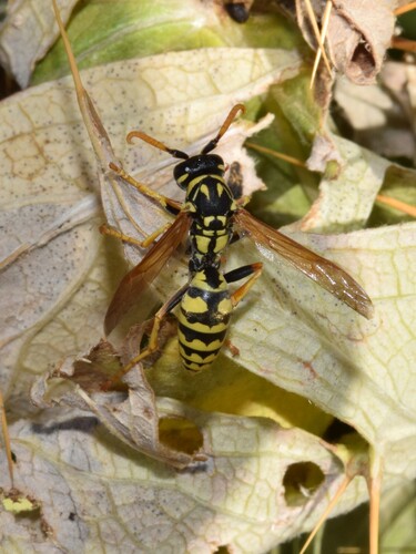 European Paper Wasp