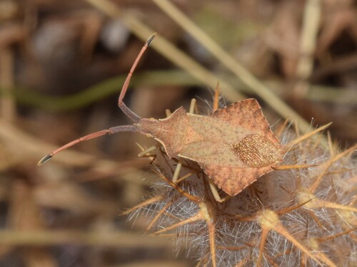 Rhombic Leatherbug