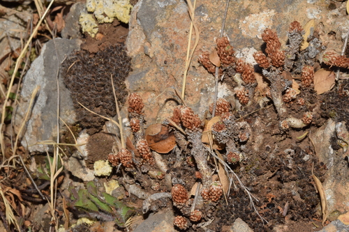 Sedum multiceps