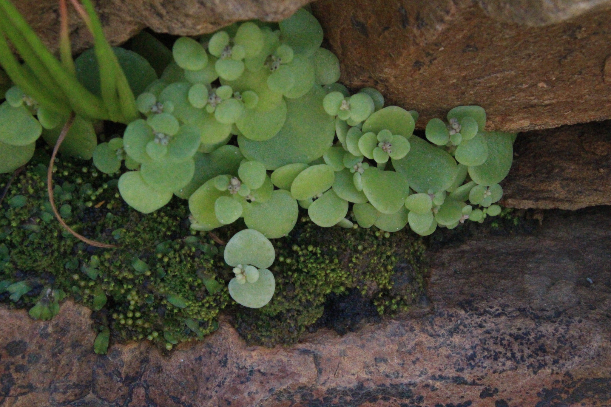 Crassula nemorosa