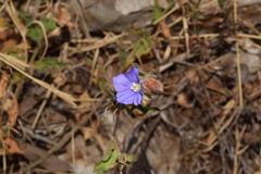 Convolvulus siculus