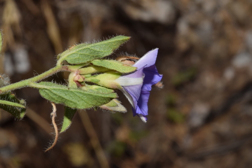 Convolvulus siculus, photograph 1