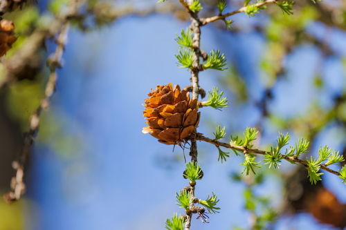 Наблюдение на iNaturalist
