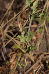 Convolvulus siculus, photograph (c) Mehdi Chetibi, some rights reserved (CC BY)