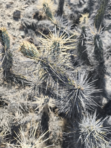 Miqueliopuntia miquelii, photograph 5