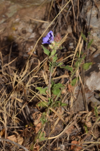 Convolvulus siculus, photograph 3