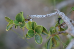 Rhamnus myrtifolia