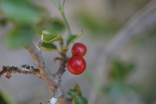 Rhamnus myrtifolia, photograph 1