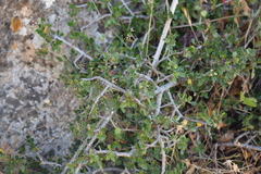 Rhamnus myrtifolia, photograph (c) Mehdi Chetibi, some rights reserved (CC BY)