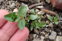 Veronica serpyllifolia