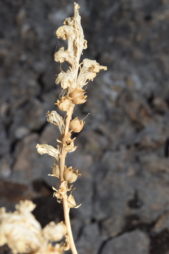Linaria virgata